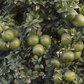 Chinotto Sour Orange Budwood citrus plant material online shopping