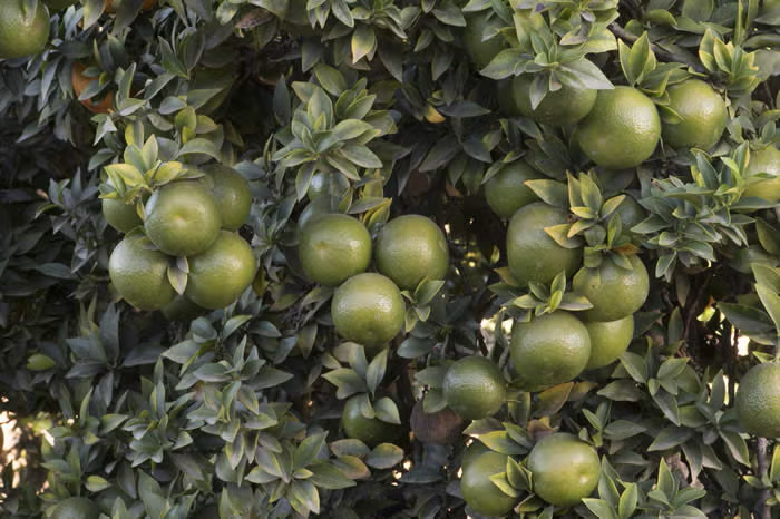 Chinotto Sour Orange Budwood citrus plant material online shopping