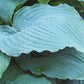 Queen Of The Seas Hosta Plants online shopping