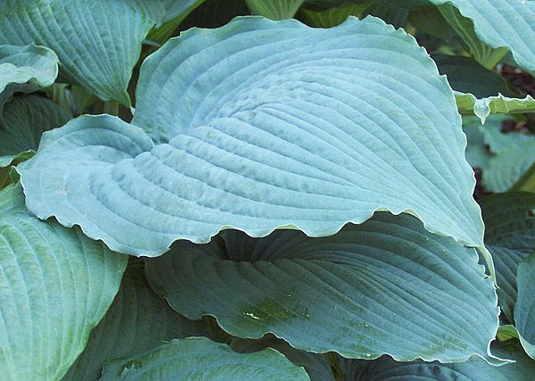 Queen Of The Seas Hosta Plants online shopping