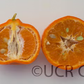Changsha Mandarin Budwood citrus plant material online shopping
