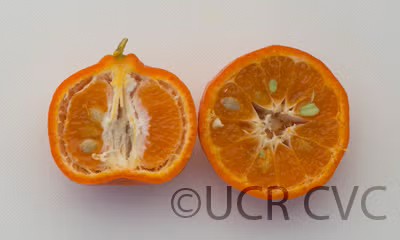 Changsha Mandarin Budwood citrus plant material online shopping
