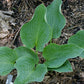 Silver Mist Hosta Plants online shopping
