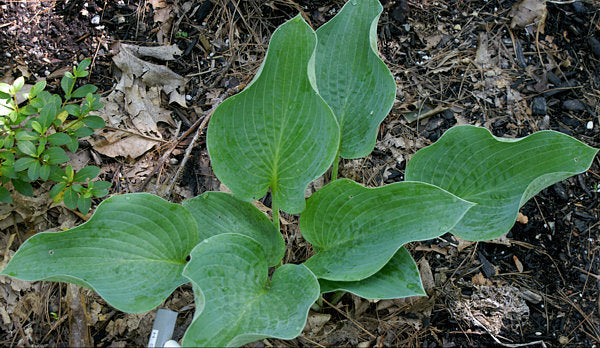 Silver Mist Hosta Plants online shopping