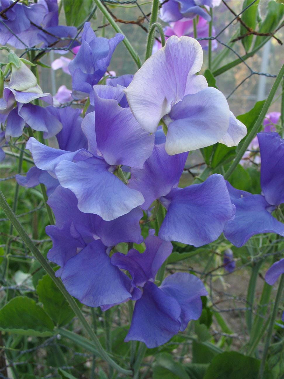 Big Blue Sweet Pea seeds online shopping
