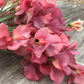 Kings Ransom Sweet Pea seeds online shopping