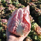 Monterosa Chicory