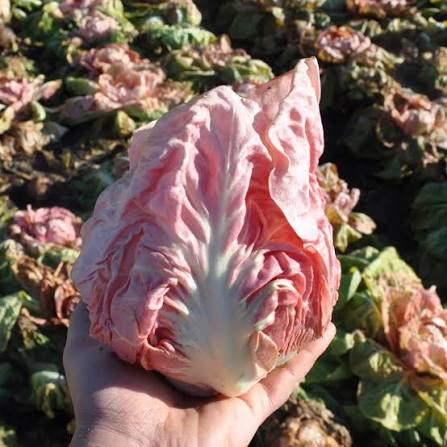 Monterosa Chicory