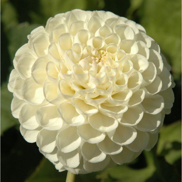White Nettie Dahlia Plants online shopping