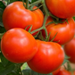 Roadster Tomato