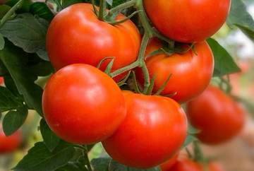 Roadster Tomato Seeds online shopping
