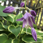Hazel Hosta Plants online shopping