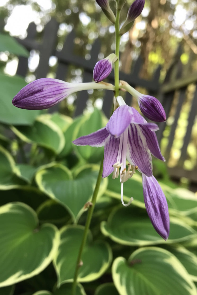 Hazel Hosta Plants online shopping