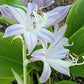 Talcott Ravine Hosta Plants online shopping