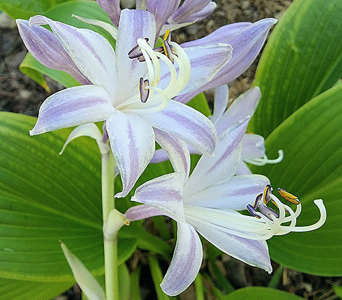 Talcott Ravine Hosta Plants online shopping