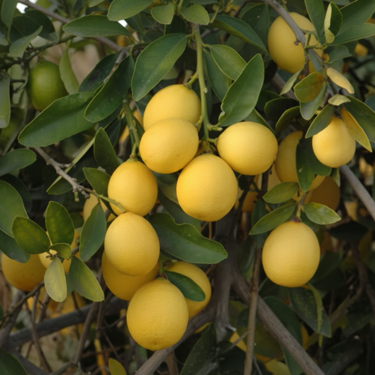 Eustis Limequat Plant citrus plant material online shopping
