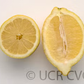 Seedless Lemon Budwood citrus plant material online shopping