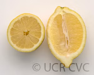 Seedless Lemon Budwood citrus plant material online shopping