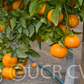 Hickson Mandarin Budwood citrus plant material online shopping