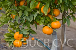 Hickson Mandarin Budwood citrus plant material online shopping