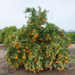 Temple x Dancy Mandarin Hybrid Budwood citrus plant material online shopping
