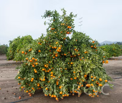 Temple x Dancy Mandarin Hybrid Budwood citrus plant material online shopping
