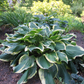 All Aflutter Hosta Plants online shopping