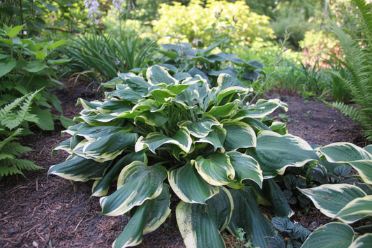 All Aflutter Hosta Plants online shopping