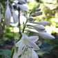Sentimental Journey Hosta Plants online shopping