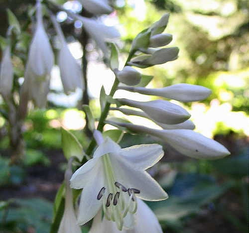 Sentimental Journey Hosta Plants online shopping