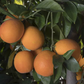 Maltaise Demi Sanguine Blood Orange Budwood citrus plant material online shopping