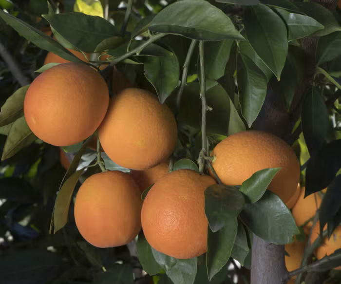 Maltaise Demi Sanguine Blood Orange Budwood citrus plant material online shopping