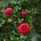 Cornel Dahlia Plants online shopping