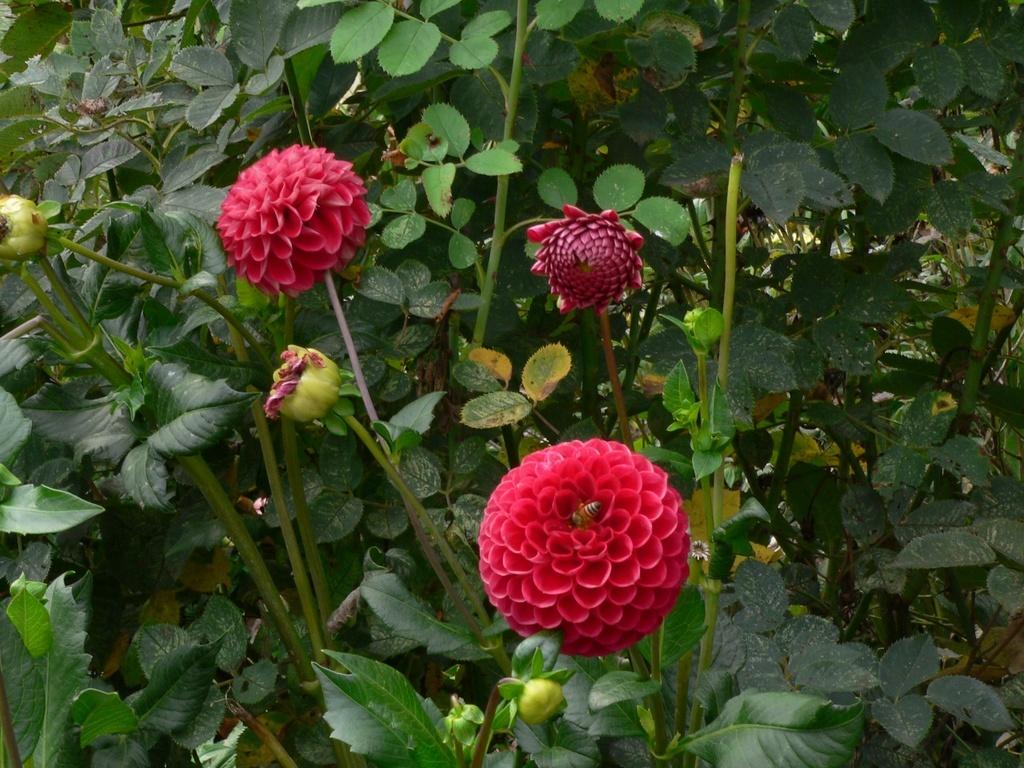 Cornel Dahlia Plants online shopping
