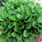 Teaspoon Hosta Plants online shopping