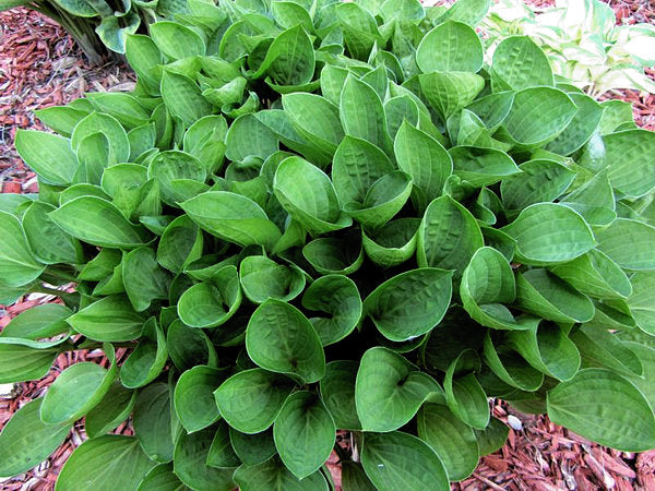 Teaspoon Hosta Plants online shopping