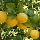 Genoa Lemon Plant citrus plant material online shopping