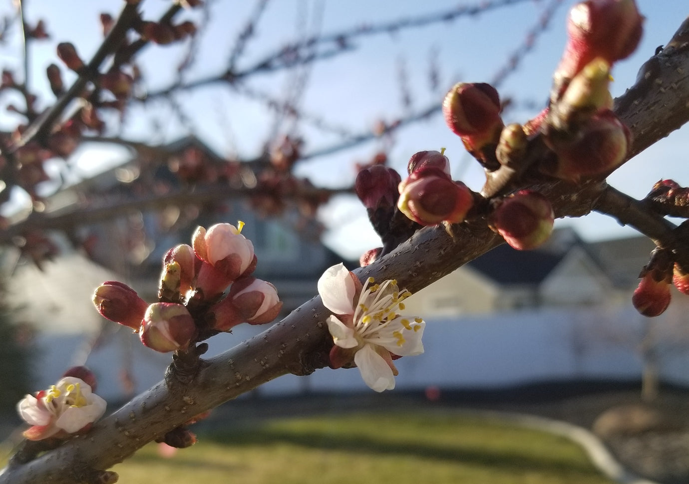 Sugar Pearls Apricot