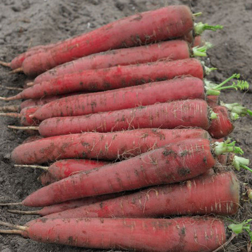 Redsun F1 Carrot