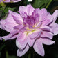 Cloudburst Dahlia Plants online shopping