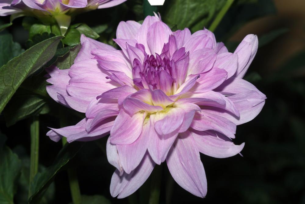 Cloudburst Dahlia Plants online shopping