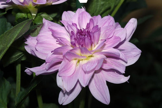 Cloudburst Dahlia