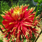 Show N Tell Dahlia