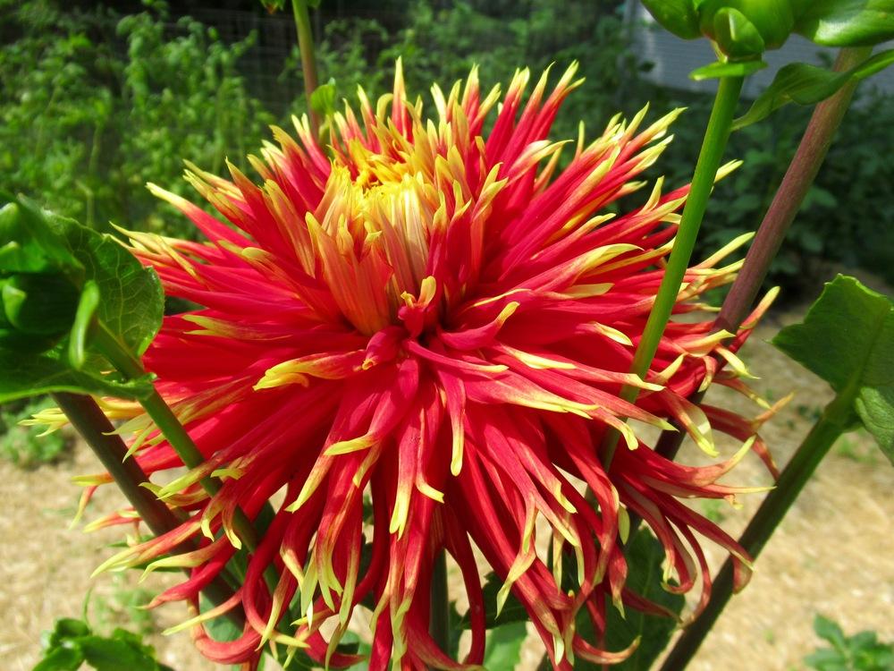 Show N Tell Dahlia