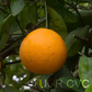 Pearl Tangelo Mandarin Budwood citrus plant material online shopping
