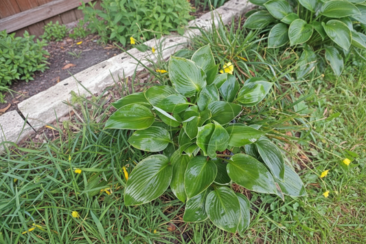 Green Deal Hosta Plants online shopping