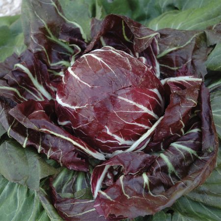 Perseo Chicory