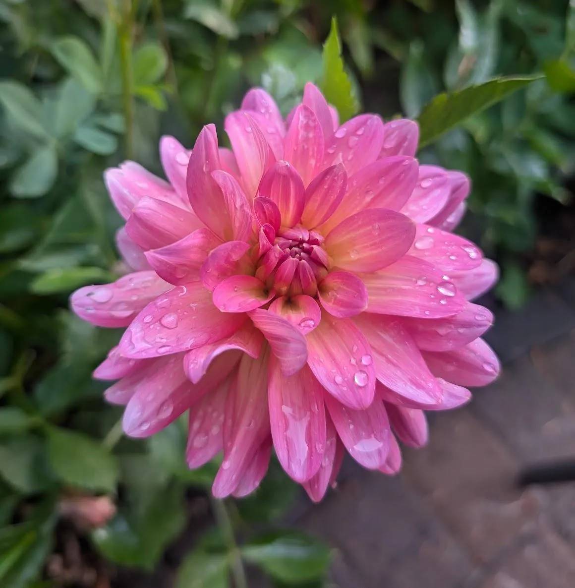 Excentric Dahlia Plants online shopping