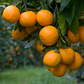 Pixie Mandarin Budwood citrus plant material online shopping