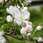 Close-up of white and pink apple blossoms on a branch with green leaves.